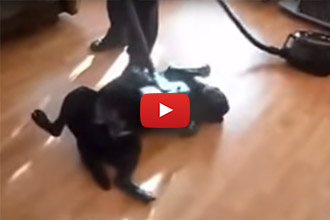 We've Seen Dogs That Love Vacuums... But Wait Until You See This Lab!
