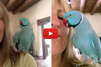 We've Seen Talking Birds, But Nothing Like This! So Amazing!