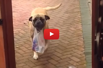 We all wish we had a #dog like this one!