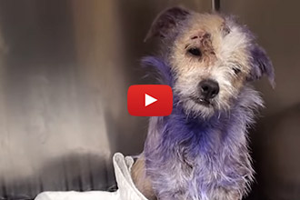 We Couldn't Believe How Heartbreakingly Neglected This Dog Was