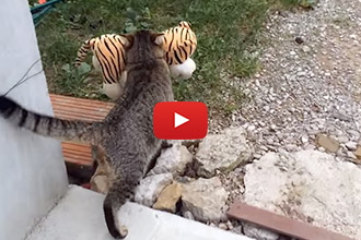 We Couldn't Believe What This Cat "Caught" In His Neighbor's Yard