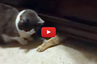 We Couldn't Believe What This Cat Did To Get Treats!