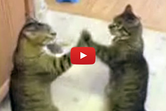 We Couldn't Look Away From These Patty-Cake Kitties!