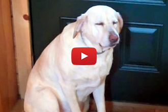 We Don't Think There Has Ever Been A More Guilty Dog!
