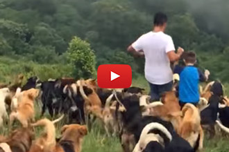 We Don't Think We've Ever Seen Anything Quite Like This Dog Sanctuary!