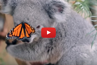 We Had To Share This Koala And His Butterfly Friend! 