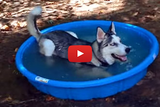 We Know One Husky Who Loves His Kiddie Pool!