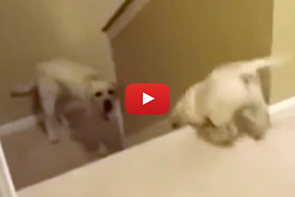 We Lolled At The End Of This Video!