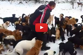 We Love This Dog Rescue, Home To Over 450 Stray Dogs