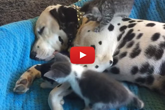 We Think He Loves His Kitten Siblings! 