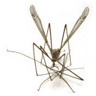 West Nile Virus