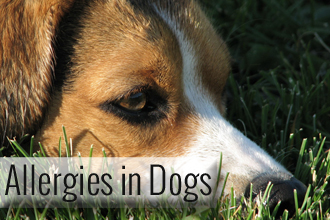 What Causes Dog Allergies And How To Deal With It