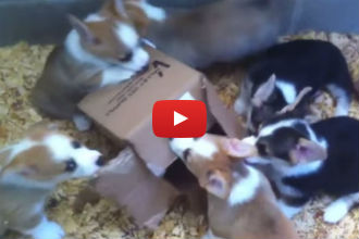 What do Cats and Corgi Puppies Have in Common? Their Love of Boxes!