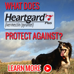 What Does Heartgard Plus Protect Against?