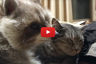 What Happens When A Raccoon Falls In Love With A Cat?