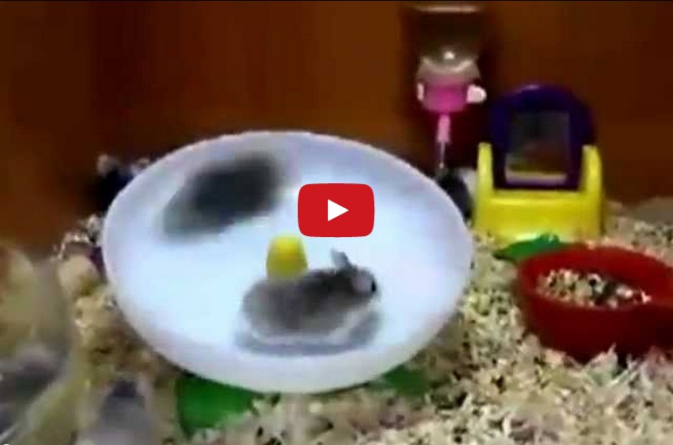 What happens when two hamsters refuse to share? This 55 second video is guaranteed to make you smile!