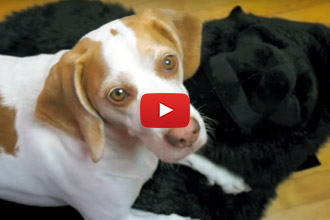 What Happens When You Give A Beagle A Giant Stuffed Gorilla?