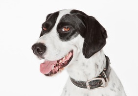 What is a DAP Collar?