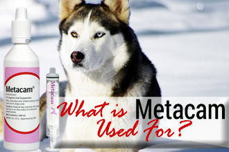 What is Metacam Used For? (And Which Dogs Shouldn't Take It)