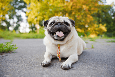 What Is The Best Oral Flea Medication & Treatment for Dogs?