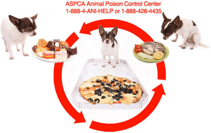 What To Do If Your Pet Digested Toxic Food Or Substance