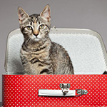 What To Do With Your Pet When You Travel