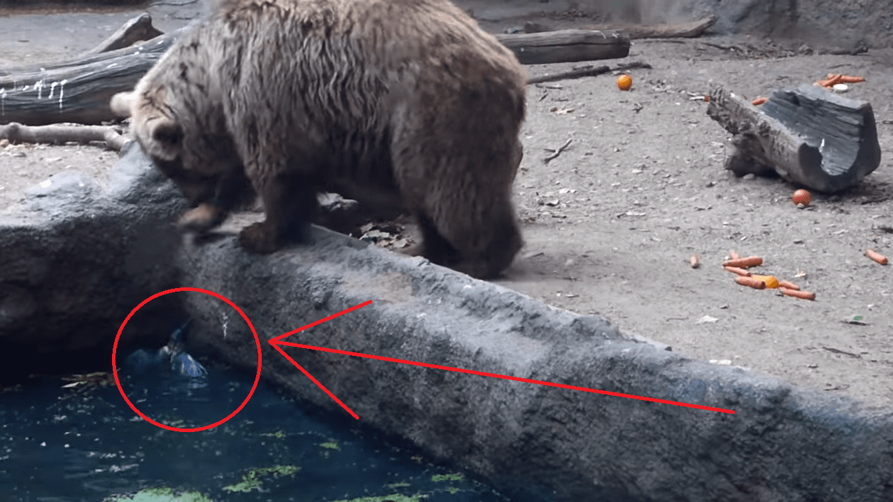 When A Bird Falls into the Water and is Unable to Get Out This Bear Steps in to Save the Day!!