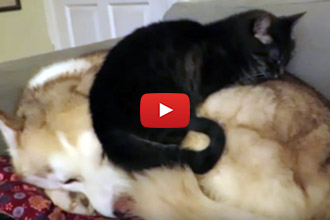 When A Cat Walks Over To A Sleeping Husky, We Had To Know What Would Happen