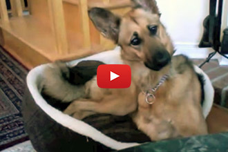 When a Husky Starts Talking, This German Shepherd Has the Cutest Reaction