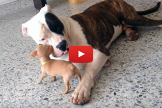 When A Tiny Chihuahua Meets A New Oversized Friend