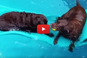 When Both Dogs Want To Get On The Pool Floatie...