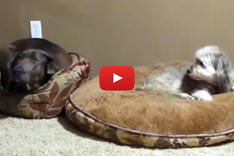 When Dad Comes Home And Sees This... He Makes Them Fix The Problem!