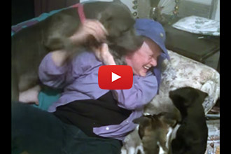 When Grandma Comes Over, This Dog & Her Puppies Can't Control Their Excitement!