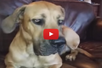 When He Steals His Human's Sandwich, You'll Never Guess Where He Hides It!