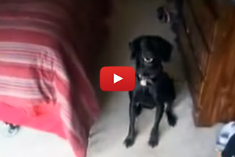 When It's Bathtime, Jackson Knows Just Where To Hide!