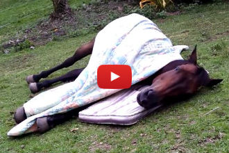 When it's This Horse's Bedtime, He Knows Just How to Get Comfortable