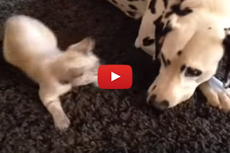 When Kittens Attack, This Dalmatian Knows What To Do
