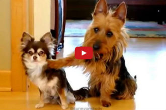 When Mom Asks Who Pooped in The Kitchen... Who Do You Think is Guilty?