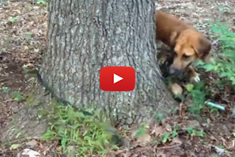 When One's Dog Can Entertain Himself