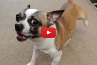 When She Asks if This Dog Has Fleas He Does the CUTEST Thing Ever!