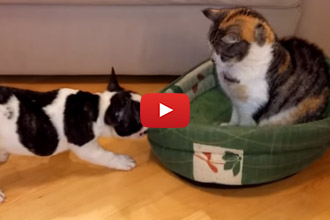 When Someone Takes Your Bed, And All You Wanna Do Is Sleep