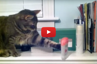 When The Cat Doesn't Want Things On The Counter