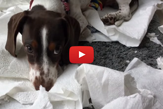 When The Dog Decides To Decorate Your Home