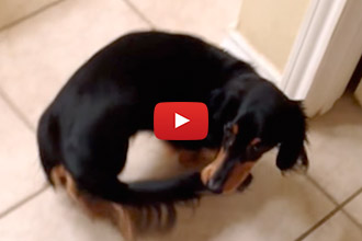 When The Dog Finally Catches His Tail