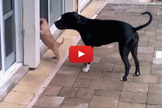 When The Puppy Can't Get Inside The House, Look Who Shows Up To Lend A Helping Paw!