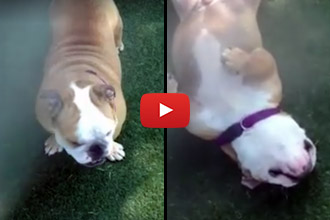 When The Sprinkler Comes On, Watch What This Bulldog Does!