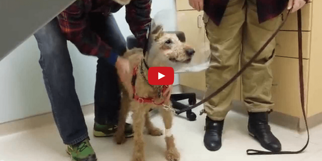 When This Blind Dog Sees His Owners for the First Time- It's Too Touching!!