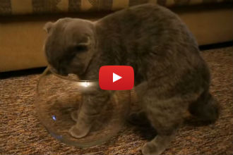 When This Cat Finds a Small Fish Bowl, You Won't Believe What He Does Next!