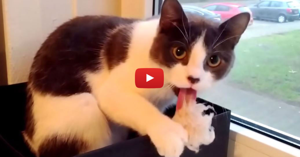 When This Cat Realizes She's Being Filmed, Her Reaction is PRICELESS!