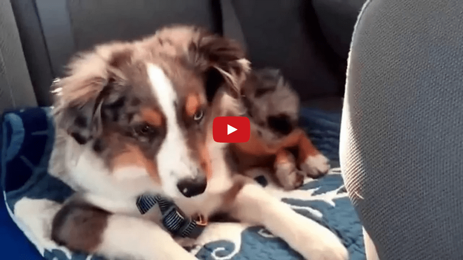 When This Dog Hears "Let It Go" from Disney's Frozen, He Can't Help But Sing Along! Too Cute!!